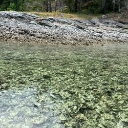 At low tide, these mussels are everywhere along the shore, and sharp!