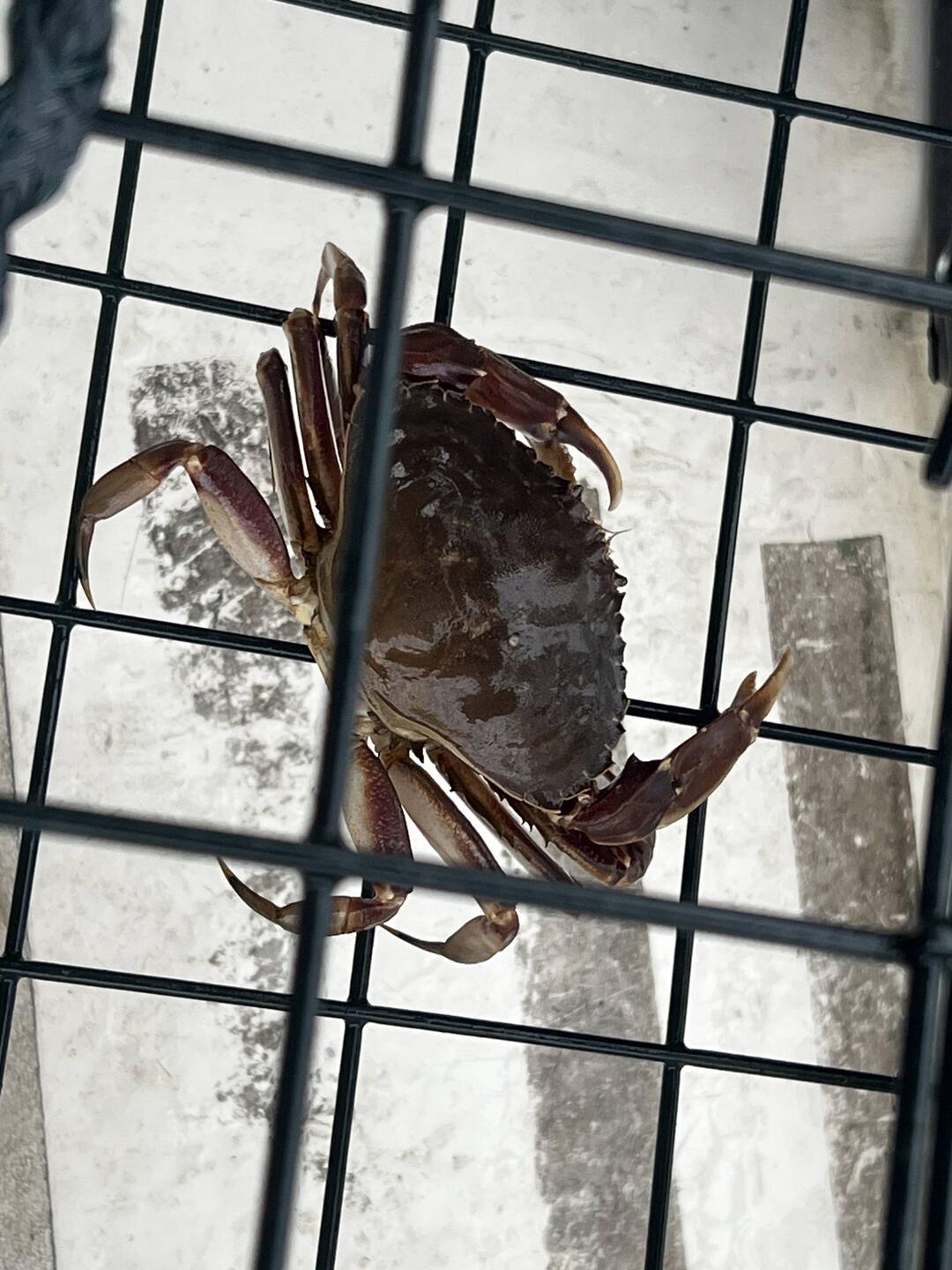 Last afternoon's solitary crab catch.