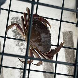 Last afternoon's solitary crab catch.