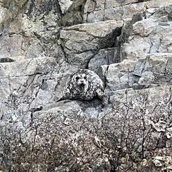 This seal blends right in with the rocks. It was shortly after this I noticed my Hobie leaking...