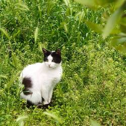 Cat no 101
