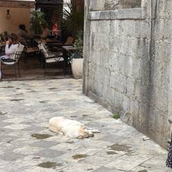 Omg is that a dog 🐕??? 😂