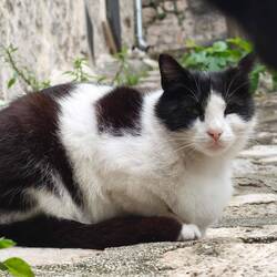 Cat number 1