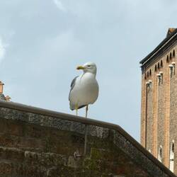 Mr seagull waiting to see if he could steal our bread