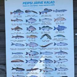 Barsch * Zander * Hecht - die wohl bekanntesten Fische hier.