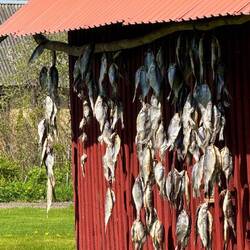 Fisch trocknen - traditionell