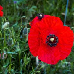 Poppy ... brilliant pop of color — Ravenna, Italy.