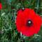 Poppy ... brilliant pop of color — Ravenna, Italy.