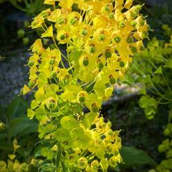 Mediterranean Spurge @ the Rasponi Garden — Ravenna, Italy