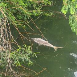 One of the many dead fish we've encountered.