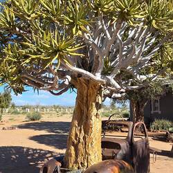 Garten der Canyon Roadhouse Lodge II
