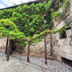Propped up wisteria tree
