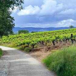 Lovely vineyards