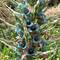 Amazing plant in the pineapple family rarely blooms in U K