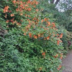 Beautiful azaleas, orange,!! And scented rhododendrons