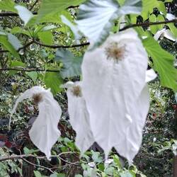 Hankerchief tree