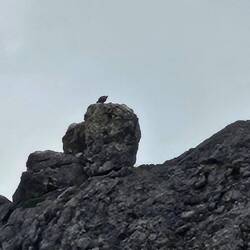 Ein Geier der gerade mal nicht fliegt