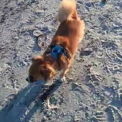 Milo liebt den Strand.