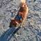 Milo liebt den Strand.