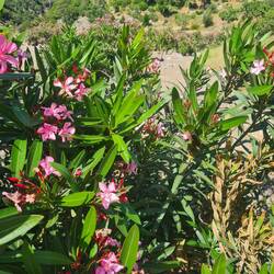 Bachbett gefüllt mit Oleander, Oleander und nochmals Oleander