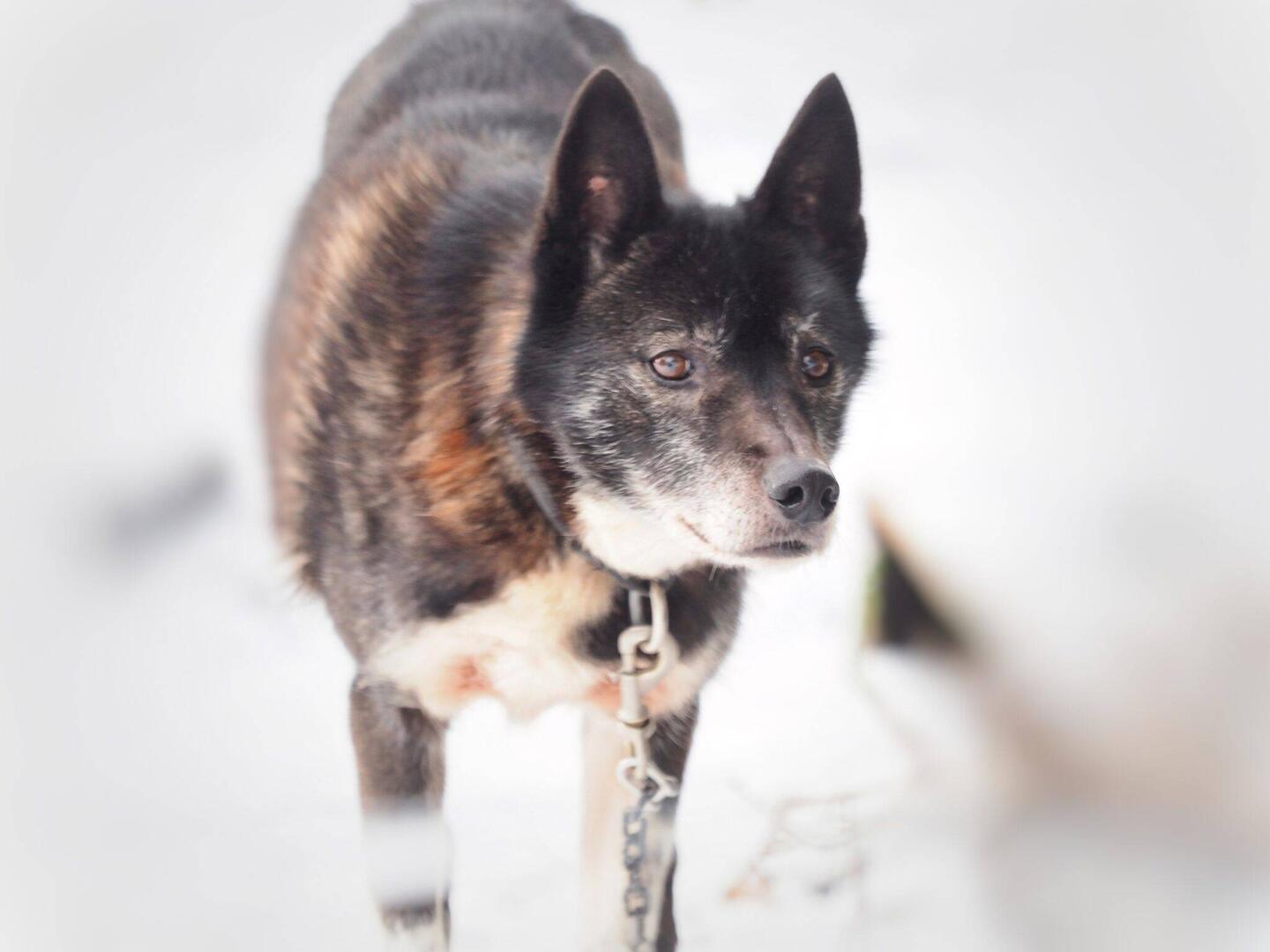 Pontus