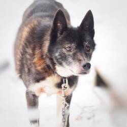 Pontus