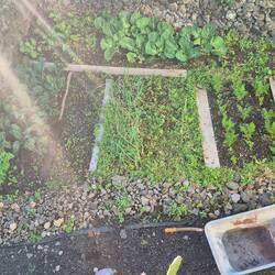 Gemüsegarten