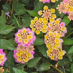 I think this is lantana