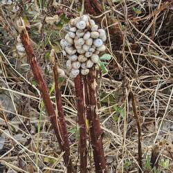 These snails like to congregate on top of things!
