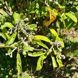 Fig tree