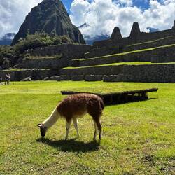 We learned the llamas are "here for the tourists"