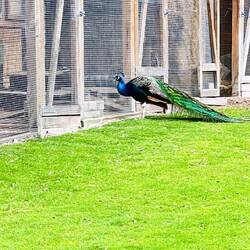 Pavo real.... Real...