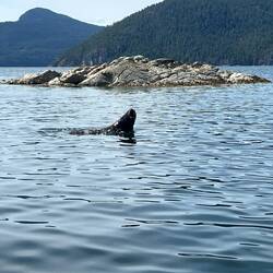 Went back to check to see if something wrong. Sea Lion popped up and barked at me.