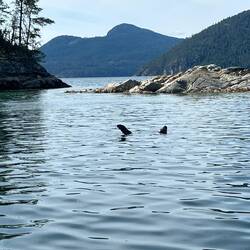Entering Laura Cove, this sea lion had his flipper up. Never seen one hold it like that.
