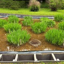 Getting many cultivars of iris ready for an extravagant blooming