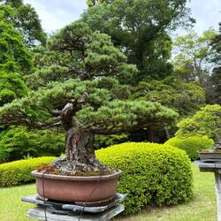 Scenes from the Meiji Gardens. Masterful bonsai in front.