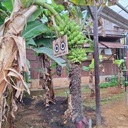 Bananen