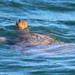 Ab und zu kommen auch Wasserschildkröten vorbei