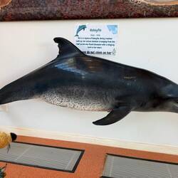 Dieser Delphin starb am Stich eines Stachelrochens