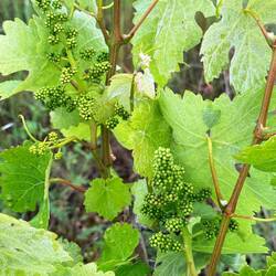 Grape buds
