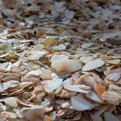 Shell Beach