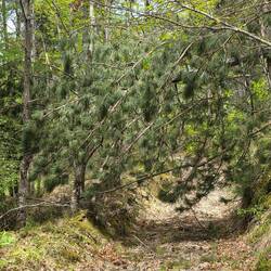 Wanderwege mit Hindernissen