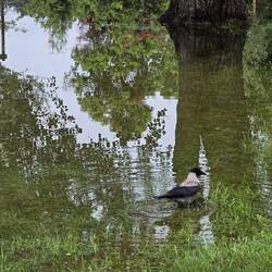 Die Vögel entdeckten einen neuen Badeplatz