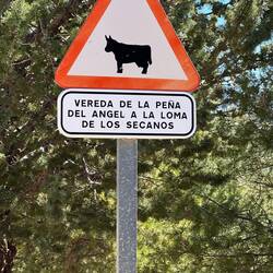 Still haven't seen a single cow