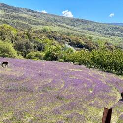Donkeys in the lavender field