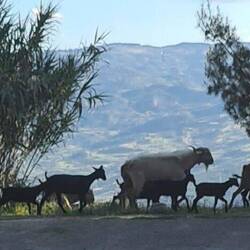 Nicht Zermatt! Besuch im Camping Chefchaouen