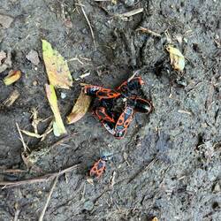 Fire bug orgy! With an onlooker 👀