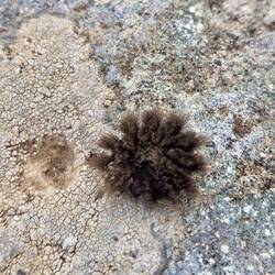 Sleeping caterpillar!