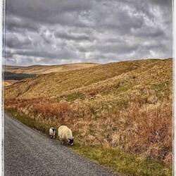 Sheep on the road
