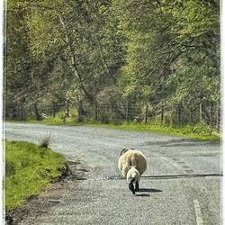 more sheep on the road